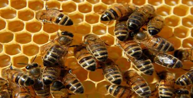 Abejas productoras de miel Productoras de miel