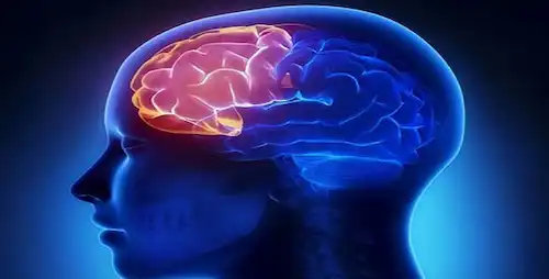 Por qué el cerebro necesita agua para que funcione mejor